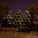 Illustration for article titled Light transforms trees into floating geometric structures